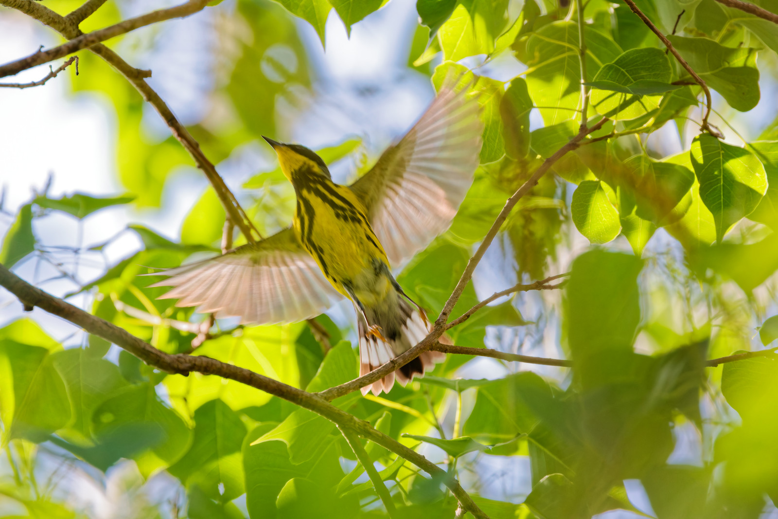 Magnolia Warbler